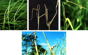 نماتد ساقه برنج